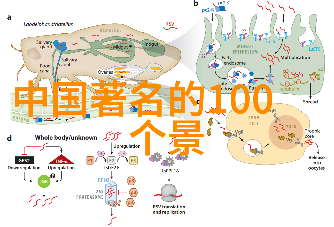 最简单又好吃的面粉做的小点心附上做法和配料哦谢谢叻